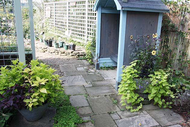 小さな小屋に大きなコンテナをレイアウトしています。ダリアやイポメア、コリウスなど夏にぐんぐん育ち、見栄えのするものばかりです