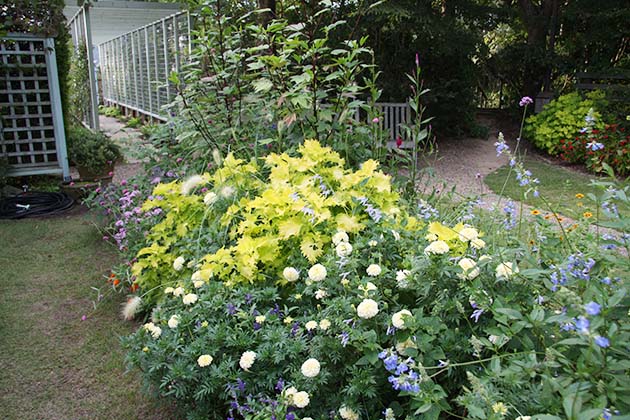 真ん中の黄葉はコリウス「ワサビ」、白花はマリーゴールド「ホワイトバニラ」、手前の水色の花はサルビア ウリギノサです