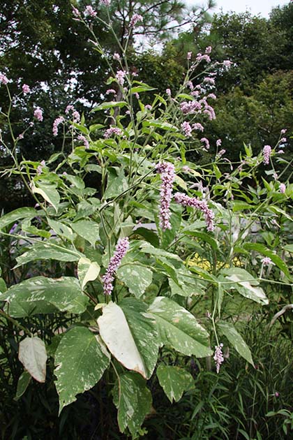 珍しい斑入りのオオケタデです。白い斑も、薄いピンクの花も涼しげです