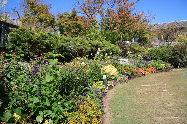 秋真っ盛りを迎え、草花たちは秋の日差しに映える黄色系の花壇を作り出し、元気に咲いています（10月下旬の様子）
