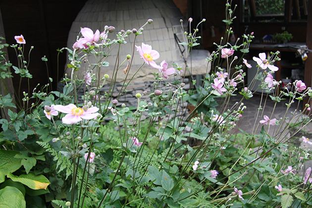 秋の定番植物、シュウメイギクです。花はピンクに白、一重咲き、八重咲き、草丈は高性にわい性など種類が豊富です