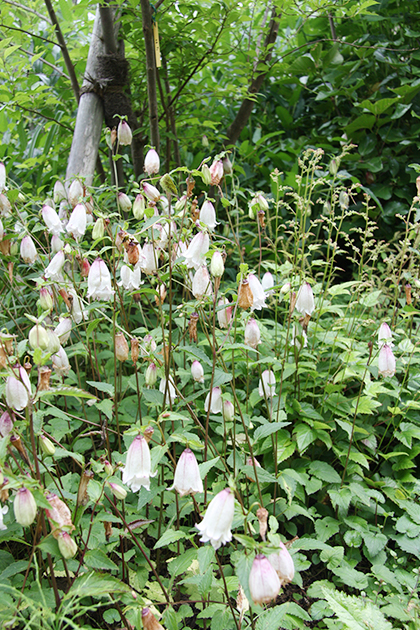 二重咲き白花のホタルブクロが群生しているところです