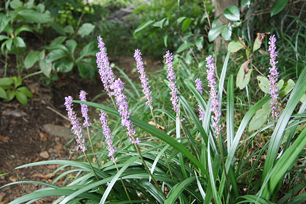 グラウンドカバープランツとして使われることが多いヤブランですが、れっきとした日本の山野草でもあります