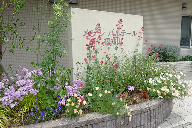 左のピンクの花はフロックス ピロサです。長生き系の宿根草で、毎年ピンクの花で覆ってくれます。高性のローズ色の花はセントランサスで2～3年は生き続けて、花も楽しませてくれます