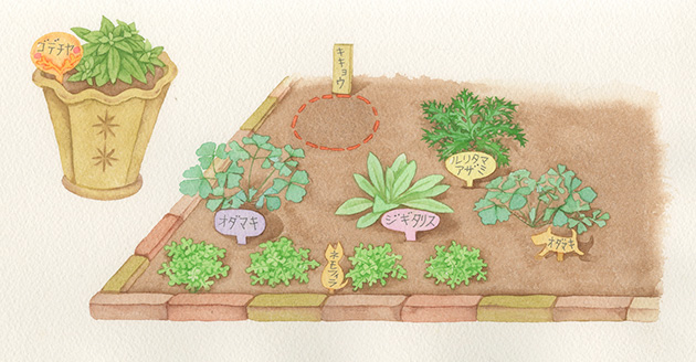 多年草の後ろにそっと草花の種類名と位置が分かるようにラベルを差しますイラスト：阿部真由美