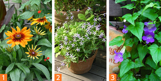 冬まきにおすすめの草花です（1）ルドベキア（2）イソトマ（3）アサリナ　