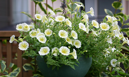 ペチュニアの開花株。冬まきすると春になってからまくより、ずっと早く咲き始めます