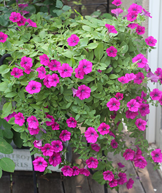 ペチュニアのタネは微細でも、生育旺盛で2カ月ほどで花を咲かせます