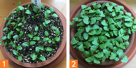 （1）オキシペタラム「ブルースター」の発芽（2）そろそろ鉢上げの時期です