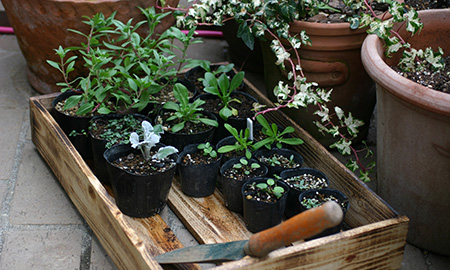 定植前まで育った苗。こんな感じまで育てばひと安心