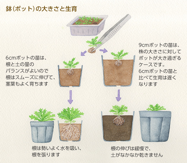 鉢上げするときはポットの大きさと苗の大きさのバランスを考え、適切なポリ鉢で育苗しましょうイラスト：阿部真由美