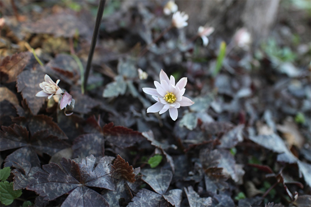 風の花[後編] Anemone（イチリンソウ属）｜東アジア植物記