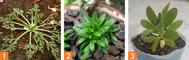 それぞれの草姿の実際の苗の姿（1）ロゼット型（2）茎を分枝させて育つもの（3）主茎が伸びて一本立ちに育つもの