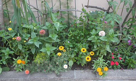 定植後草丈が伸びて花が咲くようになると、さらに草姿は変化します。葉の形や色、花も違うものをバラエティー豊かに植えると映えます