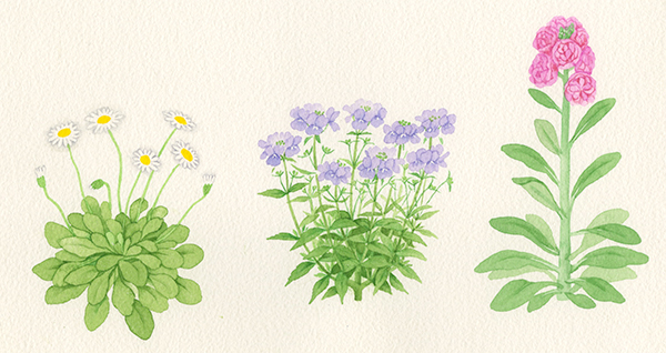 タネから育てる草花の草姿は、だいたい次のタイプに分かれます。左からロゼット型、真ん中は茎を分枝させて育つもの。右は主茎が伸びて1本立ちに育つもの