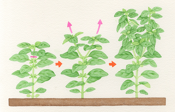主茎が1本伸びて育つタイプは、ピンチした節の両側からわき芽が伸びて分枝します。春まきの草花に多い草姿です。イラストはバジル