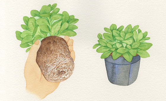定植が遅れると、根鉢の底の部分に根がびっしり張り付いていることがありますイラスト：阿部真由美
