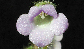 Plant of Kunming [その7] 石蝴蝶 ペトロコスメア 前編｜東アジア植物