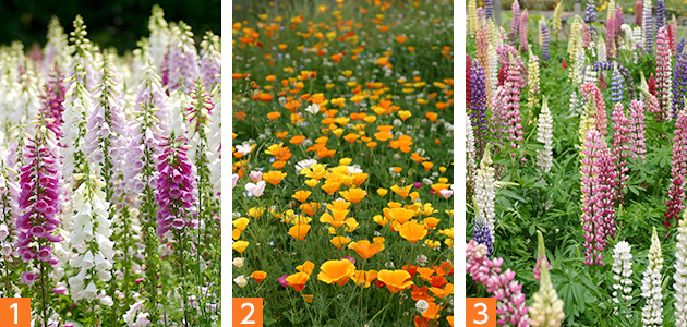 単独植えで華やかな草花たち（1）ジギタリス（2）ハナビシソウ（3）ルピナス