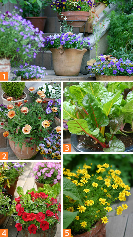 コンテナで単独植えが引き立つ草花たち（1）ビオラ（2）カレンデュラ（3）スイスチャード（4）ペチュニア（5）ダールベルグデージー