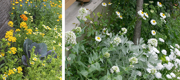 草花の花色を統一したカラーガーデン