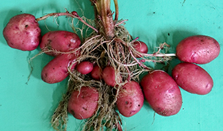 種芋考（たねいもこう）[その3] ジャガイモ｜東アジア植物記｜読みもの