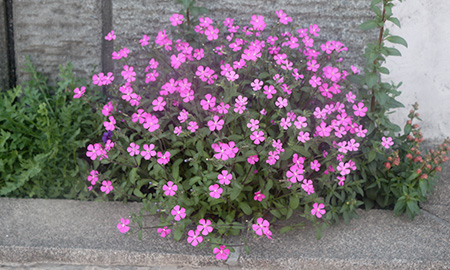 秋に定植して育った苗は、春に1株で20cm以上の株張りになります。写真はシレネ