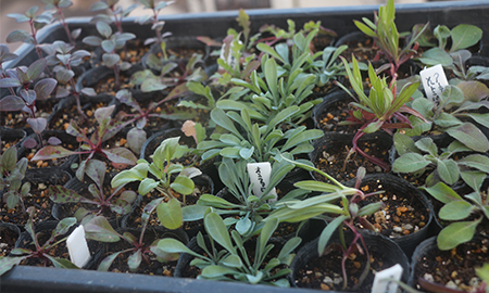 定植適期を迎えた苗たち
