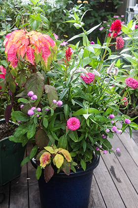 春まきの高性種の草花は、特に草丈が伸びやすいので、鉢とのバランスが悪くなりがちです