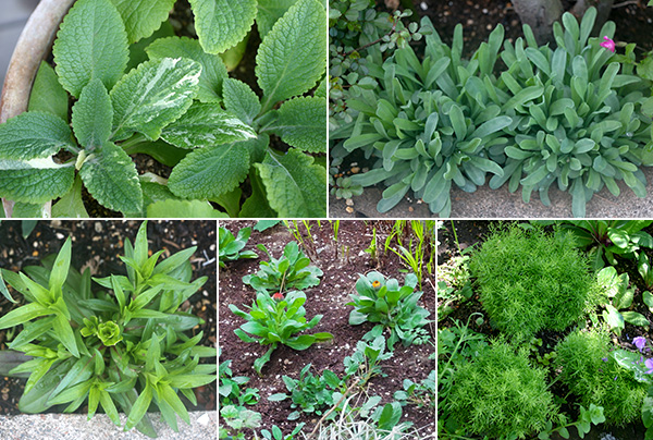 定植した苗は、冬の間地際でたくさんの葉を広げて大株になります。これも適度な寒さの成果です。