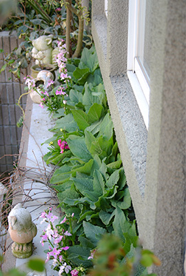 冬の冷たい風を避けられる建物の際の花壇は、日当たりがよければ冬越しにはよい環境です