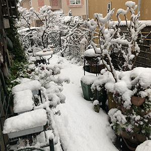 ある程度雪が積もると、苗の上の雪を払う作業が待っています