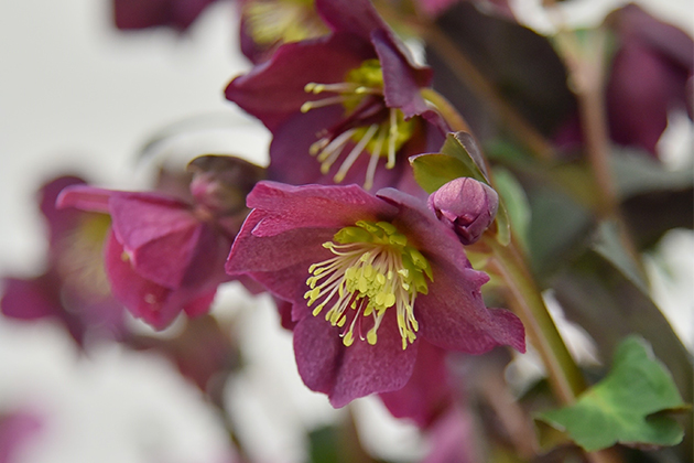 ボルドーレッドの色合いが魅力的な「氷の薔薇レッド」。美しさと育てやすさを併せ持つ品種