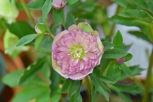 幾重にも重なる花弁がとても豪華な「ピンクダブルプリマドレス」