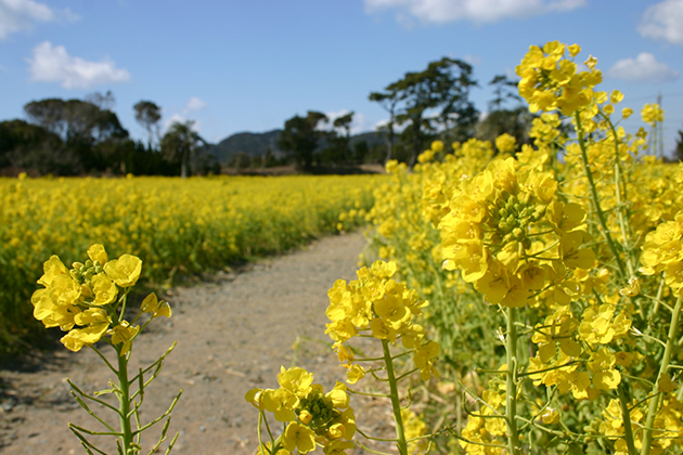 渥美半島に入るとたくさんの菜の花が出迎えてくれる