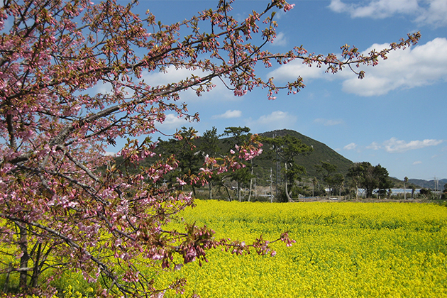 菜の花畑の真ん中にある「河津桜（かわづざくら）」は、2月下旬～3月初旬にかけて開花する早咲き種。 菜の花の黄色とサクラのピンクを一度に楽しめる
