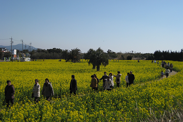 広々とした菜の花畑で春を満喫できる