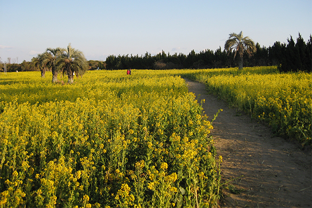 左右に広がる菜の花畑を眺めながらゆったりと散策したい