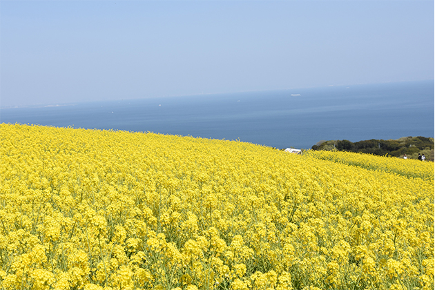 斜面に広がる菜の花畑