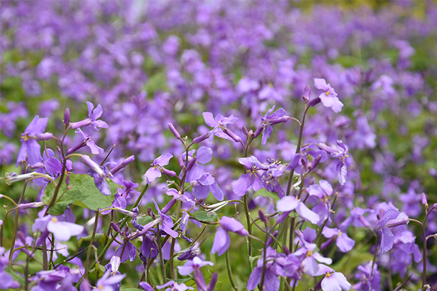 爽やかな紫色の小さな花を咲かせるムラサキハナナ