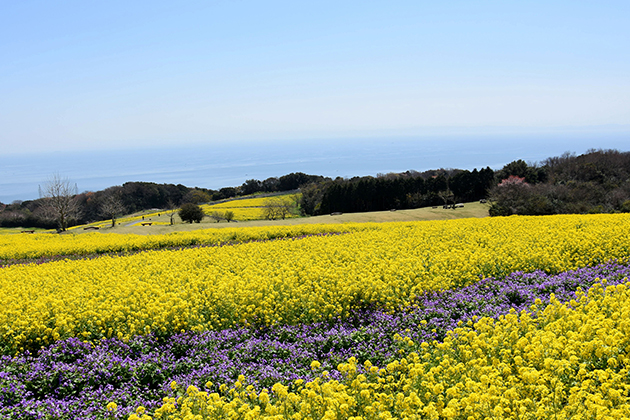 ムラサキハナナの紫色と菜の花の黄色との対比が美しい。あわじ花さじきの代表的な春の景色となっている