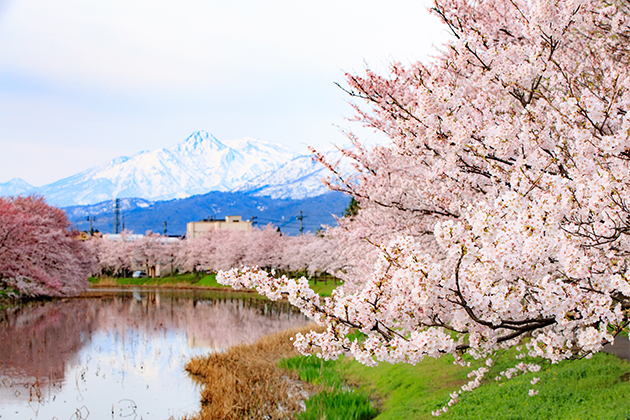 妙高山を背景にお堀に咲くサクラ