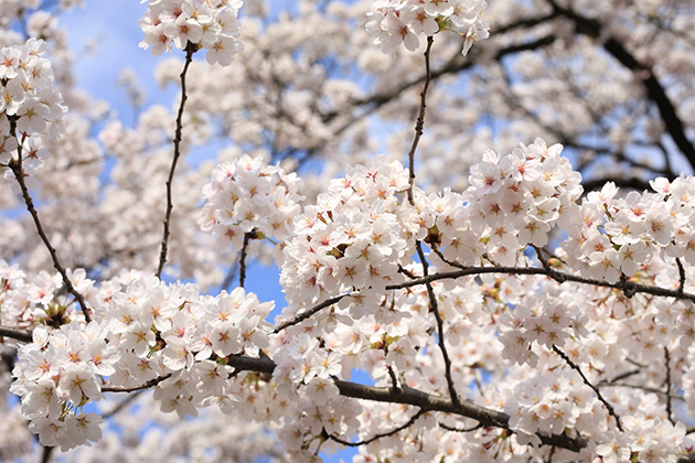 園内に咲くサクラの多くは「ソメイヨシノ」