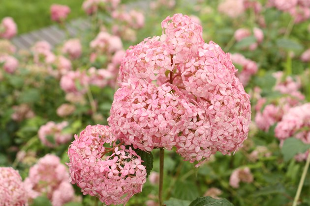 まだ大規模な植栽場所が少ない、「ピンクのアナベル」