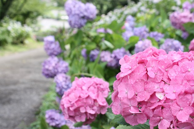 アジサイらしく雨に濡れて