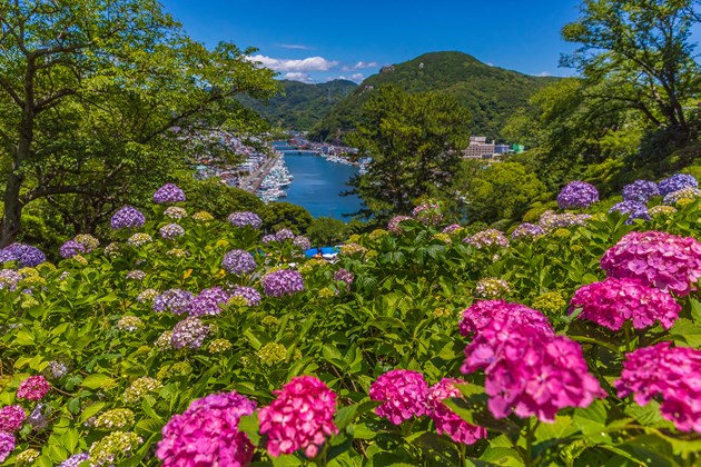青い空、青い海にも、よく似合うアジサイ