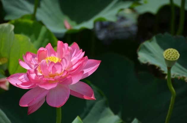 完全に花開くと、金色のしべがのぞく