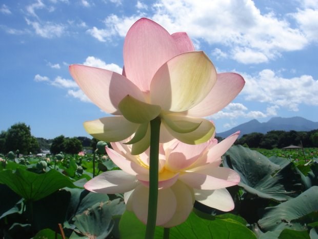 夏の青空にハスの花はよく似合う