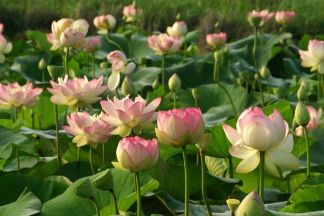 開花最盛期には蓮祭りが開催される