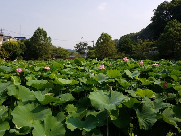 都内にありながら豊かな自然に恵まれる